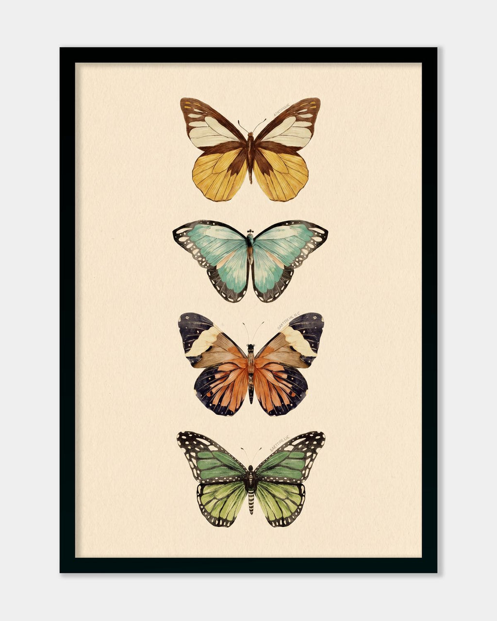 Butterflies