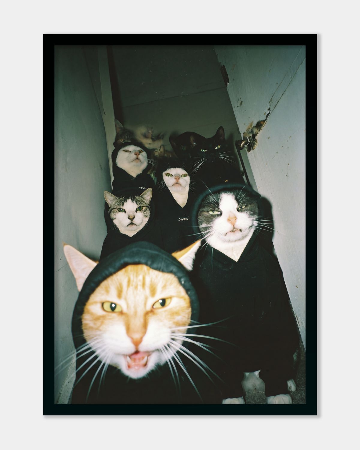 Cats In The Ghetto