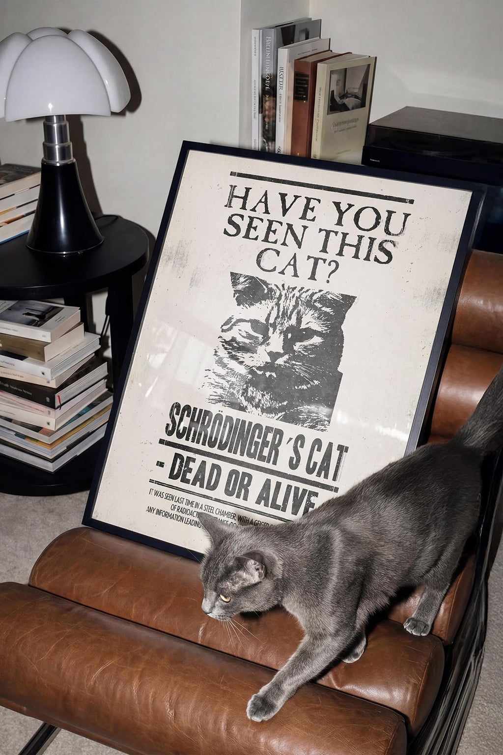Have U Seen This Cat?