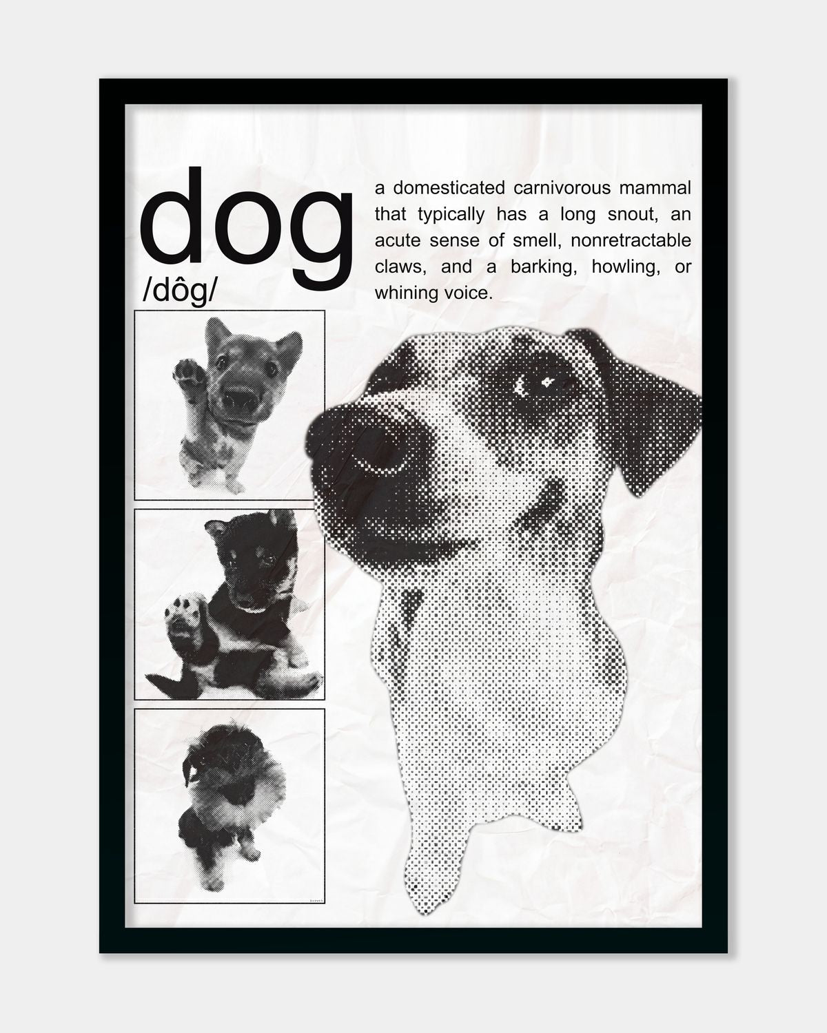 /Dog/